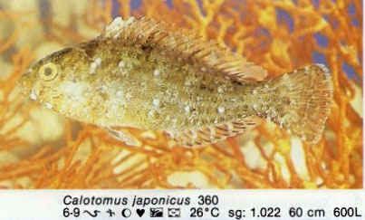 Calotomus japonicus